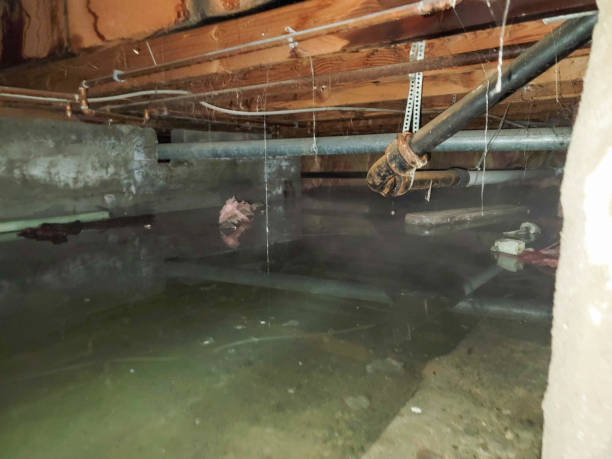 Best Mold removal after water damage  in Magnolia, AR
